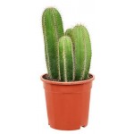 Изолатоцереус Цветы Московского Дюмортье, d 8,5 h 15 см (kastd)