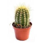 Кактус Цветы Московского в кашпо, d 6 h 15 см (kastd)