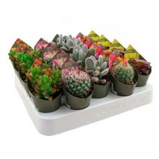 Микс кактус/суккулент Флобас, d 8 h 10 см (kastd) в магазинах Ашан