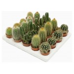 Кактус Цветы Московского микс, d 8,5 h 10 см (kastd)
