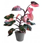Филодендрон Флобас Пинк Принцесс, d 10 h 28 см (kastd)