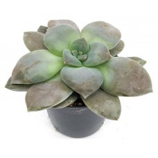 Граптопеталум ЕИС Логистик Филиферум, d 5,5 h 5 см (kastd) в магазинах Ашан