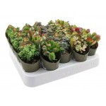 Суккулент Флобас микс, d 5,5 h 6-20 см (kastd)