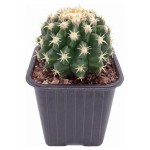 Эхинокактус Цветы Московского Грузони, d 17 h 20 см (kastd)