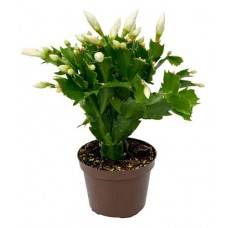 Шлюмбергера Декабрист ЕИС Логистик, d 7 h 15 см (kastd) в магазинах Ашан