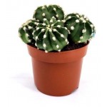 Эхинопсис Цветы Московского Денудатум, d 8,5 h 12 см (kastd)