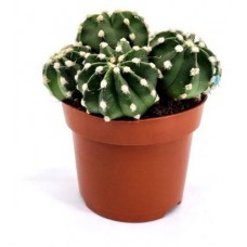 Эхинопсис Цветы Московского Денудатум, d 8,5 h 12 см (kastd) в магазинах Ашан