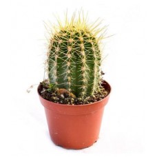 Кактус Цветы Московского в чаше, d 13 h 15 см (kastd) в магазинах Ашан