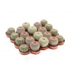 Нотокактус ЕИС Логистик микс, d 8,5 h 10 см (kastd)