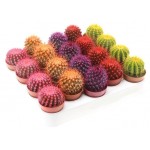 Кактус Цветы Московского Радужный микс, d 8,5 h 10 см (kastd)