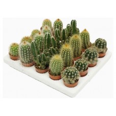 Кактус ЕИС Логистик микс, d 10 h 10 см (kastd) в магазинах Ашан