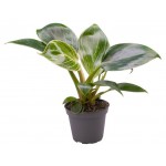 Филодендрон Флобас Вайт Мэже, d 6 h 10 см (kastd)