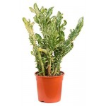 Опунция Цветы Московского Монаканта, d 10,5 h 15 см (kastd)