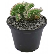 Опунция Цветы Московского Цилиндрика Кристата, d 5,5 h 15 см (kastd) в магазинах Ашан