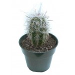 Кактус Ореоцереус Цветы Московского Тролли, d 8,5 h 12 см (kastd)