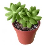 Пахифитум Цветы Московского, d 5,5 h 10 см (kastd)