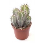 Полаския Цветы Московского Чичипе, d 17 h 45 см (kastd)