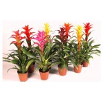 Гузмания Флобас Минор Рондо, d 9 h 20 см (kastd)