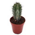 Полаския Цветы Московского Чула, d 8,5 h 15 см (kastd)