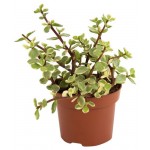 Портулакария Цветы Московского Афра Вариегата, d 5,5 h 15 см (kastd)