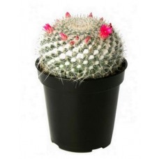 Кактус Маммиллярия Цветы Московского Грацилис, d 6,5 h 20 см (kastd) в магазинах Ашан