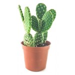 Опунция Цветы Московского, d 17 h 55 см (kastd)