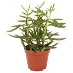 Каланхоэ Цветы Московского Спайдер Блю, d 10,5 h 25 см (kastd)