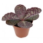 Каланхоэ Цветы Московского Хьюмилис зебра, d 5,5 h 10 см (kastd)