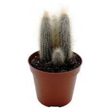 Клейстокактус Цветы Московского Штрауса, d 5,5 h 8 см (kastd) в магазинах Ашан