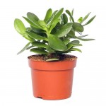 Крассула Цветы Московского, d 5,5 h 8 см (kastd)