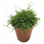 Рипсалис Цветы Московского Терес, d 5,5 h 8 см (kastd)