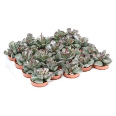 Адромискус Цветы Московского Купера, d 8,5 h 12 см (kastd) в магазинах Ашан