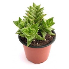 Алоэ Цветы Московского Сквароза, d 5,5 h 10 см (kastd) в магазинах Ашан