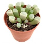 Фрития Цветы Московского Пульхра, d 5,5 h 8 см (kastd)