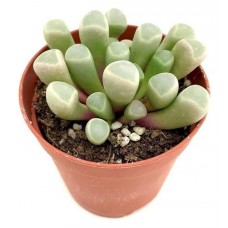 Фрития Цветы Московского Пульхра, d 5,5 h 8 см (kastd) в магазинах Ашан