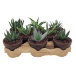 Хавортия Цветы Московского микс, d 8,5 h 15 см (kastd)