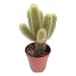 Хильдевинтера Цветы Московского Ауреспина, d 5,5 h 8 см (kastd)