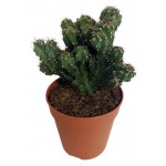 Цереус Цветы Московского Монстрозный, d 5,5 h 10 см (kastd)