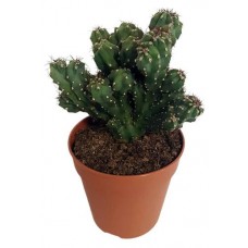 Цереус Цветы Московского Монстрозный, d 5,5 h 10 см (kastd) в магазинах Ашан