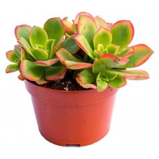 Эониум Цветы Московского Киви, d 5,5 h 12 см (kastd) в магазинах Ашан