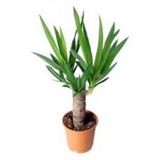 Юкка Тепличный комбинат, d 19 h 40 см (kastd) в магазинах Ашан