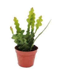 Эпифиллум Цветы Московского Ред Тип, d 12 h 32 см (kastd) в магазинах Ашан