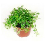 Пилея Тепличный комбинат Мелколистная, d 15 h 20 см (kastd)