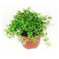 Пилея Тепличный комбинат Мелколистная, d 15 h 20 см (kastd) в магазинах Ашан