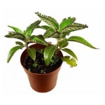 Каланхоэ Флобас Пинатум, d 5 h 10 см (kastd)