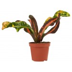 Кротон Флобас, d 8 h 20 см (kastd)