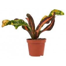 Кротон Флобас, d 8 h 20 см (kastd) в магазинах Ашан