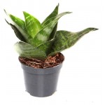 Сансевиерия ЕТК, d 12 h 35 см (kastd)