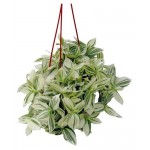 Традесканция Тепличный комбинат в кашпо, d 21 h 35 см (kastd)