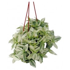 Традесканция Тепличный комбинат в кашпо, d 21 h 35 см (kastd) в магазинах Ашан